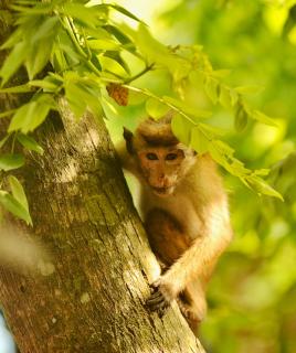 Maika Safari Lodge - 1