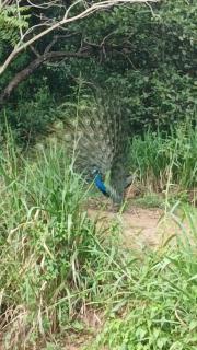 The Shalom Resort & Restaurant - 7