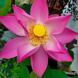 casa de temporada NAMASTE - 9