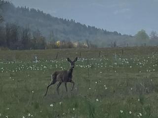 Wolf Ridge Montenegro - 2