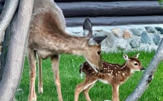 Rendezvous Lodge - 8