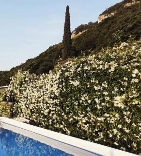 Villetta Moscal- Buon Gusto - 3