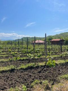 winery and guesthouse makhare - 3