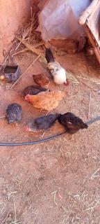 Dar Brahim Resto Beds - 6