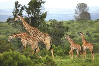 Kariega Game Reserve Main Lodge - Kenton-on-Sea - 3