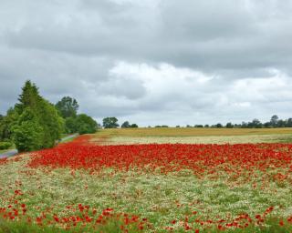 Ferienwohnungen am Waldessaum - Bodstedt - 8