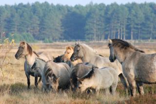 Küstenhaus Silbermöwe - 8