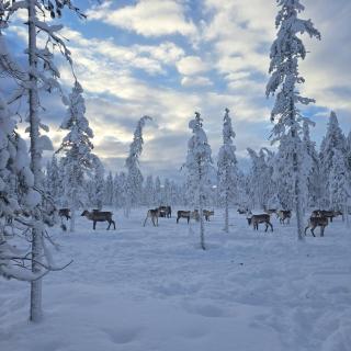 Poromoision pirtti - 9