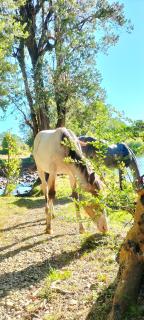 La Reserva del Curaco - 2