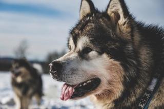 Creekside Haven on a Sleddog Farm - 1