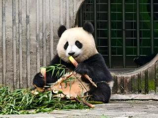 Holiday Inn Chengdu Oriental Plaza - 4