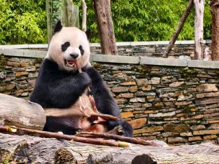 Holiday Inn Chengdu Oriental Plaza - 3