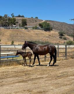Zaromelranch - 7
