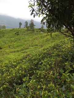 Greenfield Eco Resort and Farm - 6