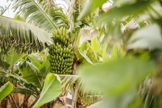 GuestReady - Funchal Hideaway with BBQ - 6