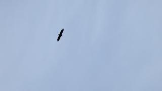 Cabin with sea view, northern lights and midnight sun - 2