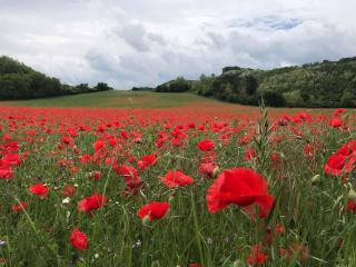 Apartments in Bük - Nordtransdanubien 20390 - 5