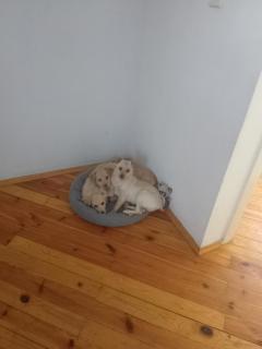 Передержка животных Зоогостинница Зооотель - 2