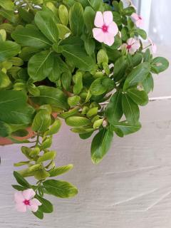 Sottovento Marzamemi Rooms&Relax - 1