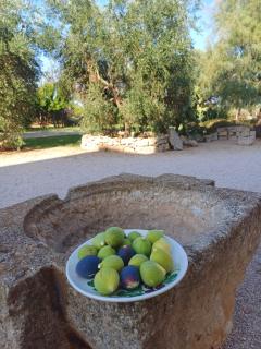 Masseria Giustiniani - 3
