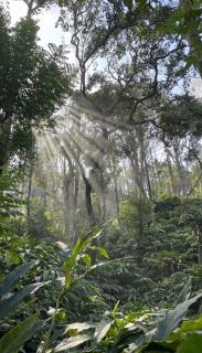 Munnar Valley Cardamom Farm Stay - 8