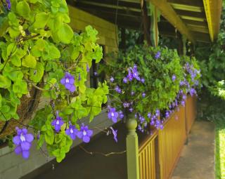 Curtain Fig Motel - 1