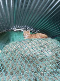 Ferienwohnung beim Schnellerbauer - 1