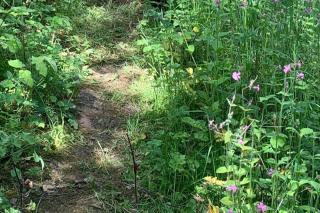 Beech Pod Cabin in beautiful surroundings Wrexham - 9