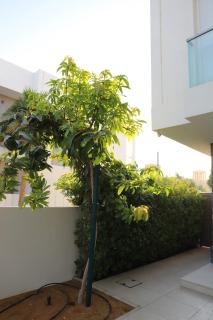 Yas Island Oasis near F1 Track, Theme Parks, Mall - 4