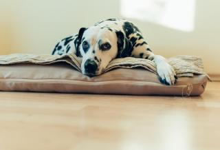 Hundefreundliches Family Apt H3 110 - 2