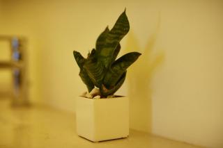 Enjoy the Silence, Naivasha by YourHost - 2