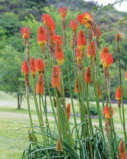 El Caserío Jujuy - 2