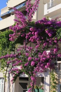 Apartments by the sea Podgora, Makarska - 6596 - 1