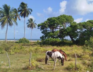 casa da tia Fabíola lugar de gente feliz - 5