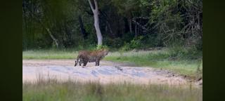 Vihaga yala regency - 3