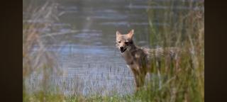 Vihaga yala regency - 7