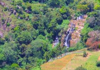 The Blue Crest -Ella - 6