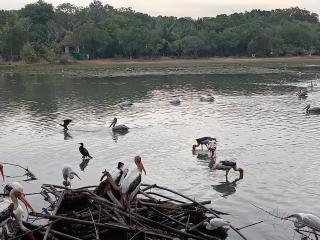 Ceylan Breeze Beach Resort - 8