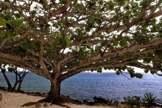 VeriDiana Hotel Zanzibar - 4