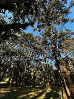 Casa em Visconde De Mauá, Terrário da Montanha - 6