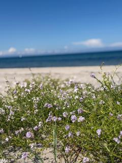 Romantic glamping in the forest near a sandy beach - 7