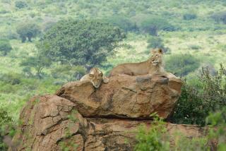 Tausa Tsavo Eco Lodge - 6