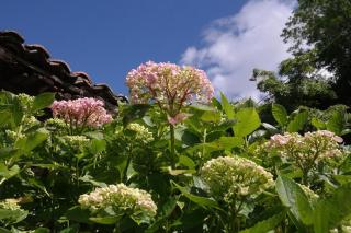La Rondita, Fuentes, Parres, Asturias - 4