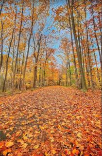 Charming private Guest Suite near Thermea Spa - 8