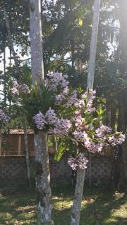 Casa de praia matinhos - 3