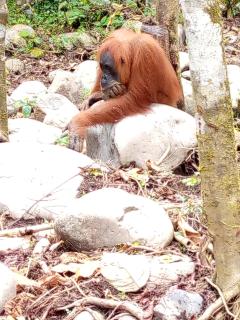 Tiga dara guest house & jungle trekking bukit Lawang - 8
