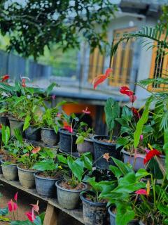 Clarity House Ella - 4