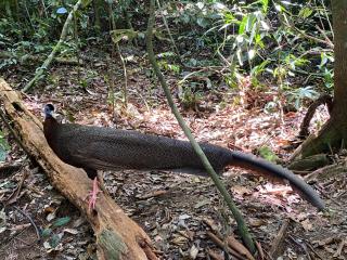Batu Katak Jungle River & Trekking - 8