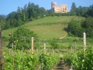 Gite MUSCAT en Alsace sur la route des vins - 0