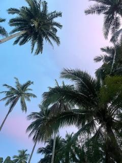 Jungle Stay El Nido - 3